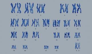 人的染色体有多少对 一个人有多少对染色体